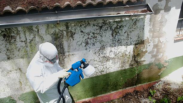 Top rated local Crawl Space Mold Remediation specialists in Kent City, MI